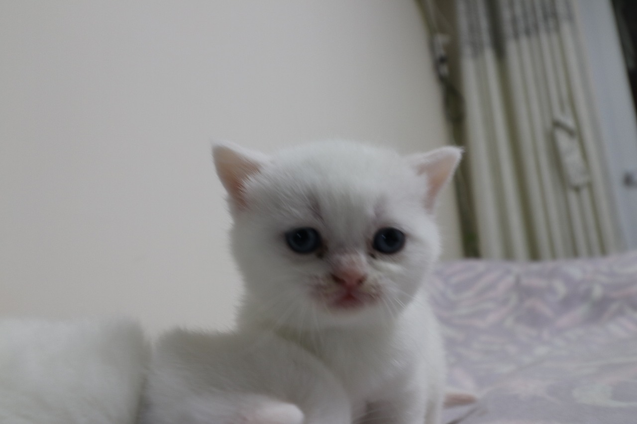 猫 161-英短-纯白-母-五粉-头无灰色毛-23-405g（图ZMjA4NjA3NjMy） - 宠物摄影 - 站酷设计师沐米猫舍原创素材 - 站酷ZCOOL