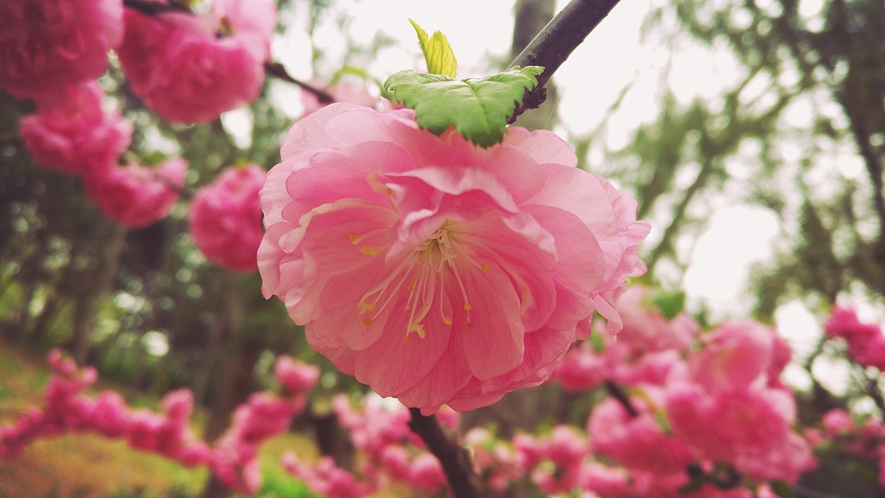 2017年清明颐和园