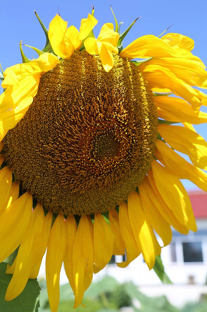 向日葵（图ZMTExMjUzMTI=） - 产品摄影 - 站酷设计师行走的音符原创素材 - 站酷ZCOOL