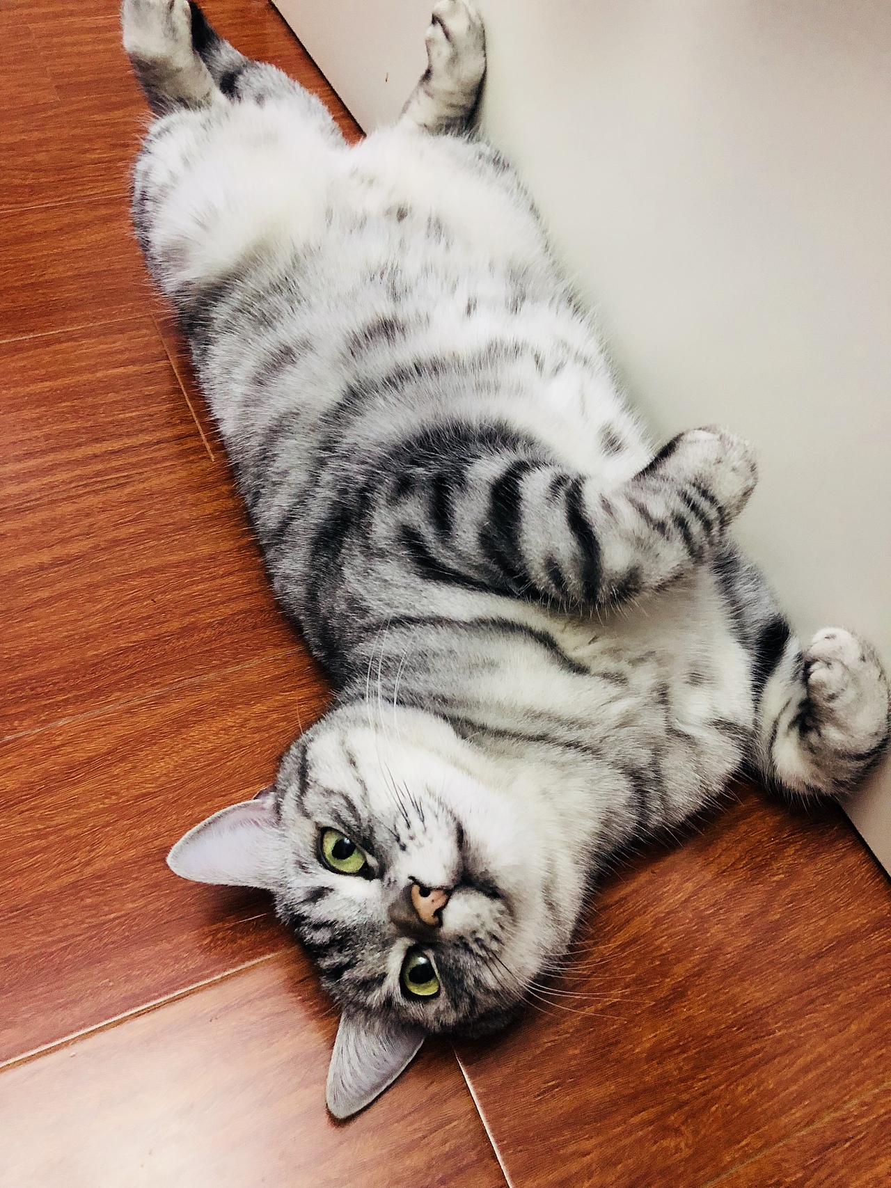 猫奴偷拍的主子们（图ZMTA4MDUzNzEy） - 宠物摄影 - 站酷设计师lhwcarolyn原创素材 - 站酷ZCOOL