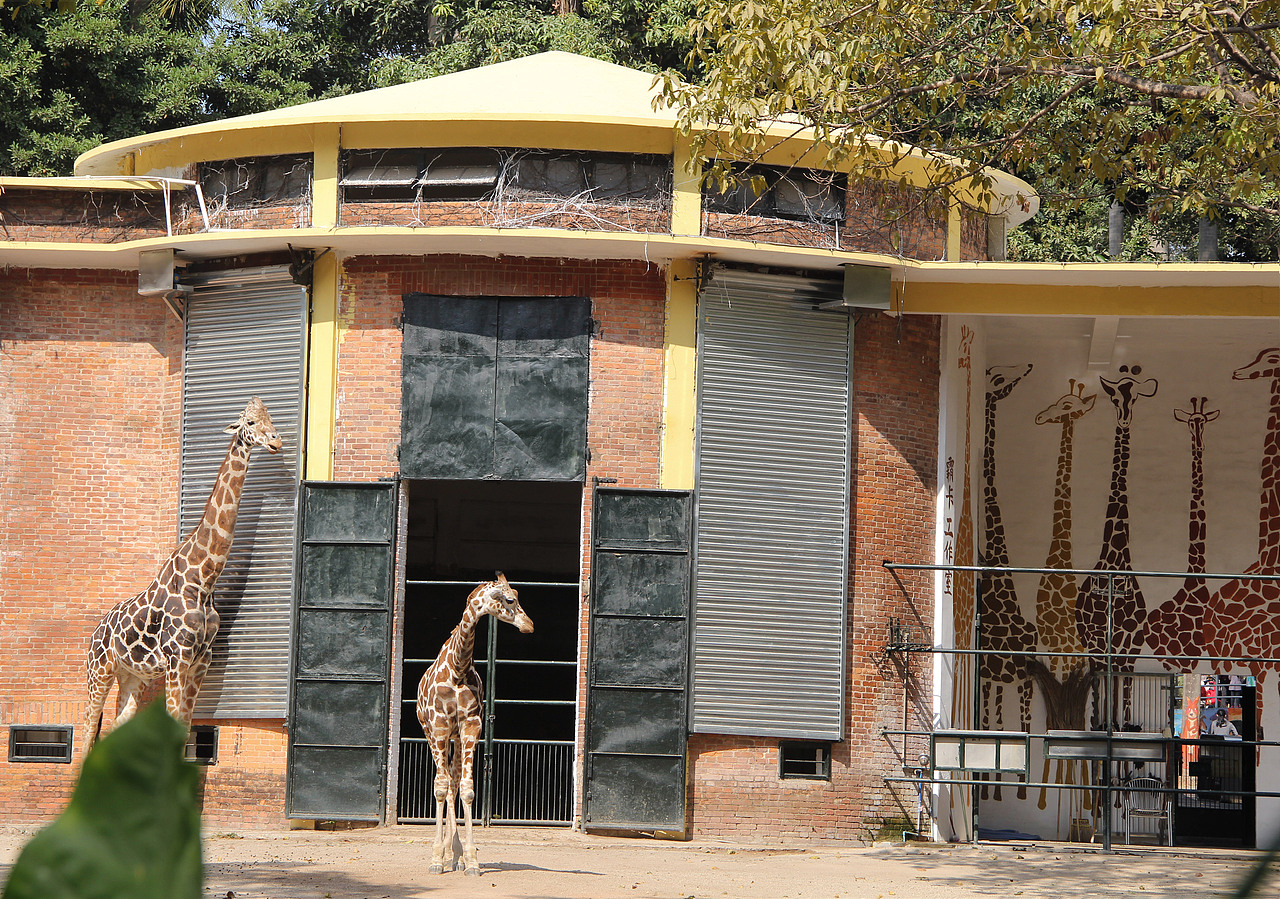 万物可爱（图ZMTk5OTY3NjY0） - 宠物摄影 - 站酷设计师小红帽JN原创素材 - 站酷ZCOOL