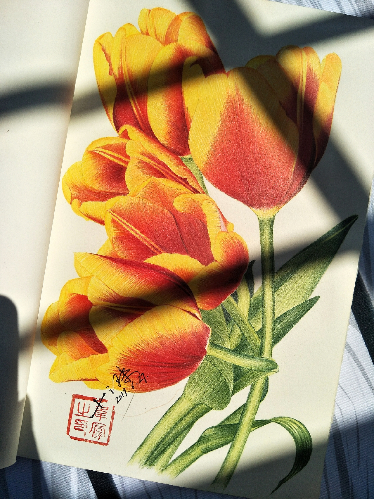 彩铅画一束金灿灿的郁金香