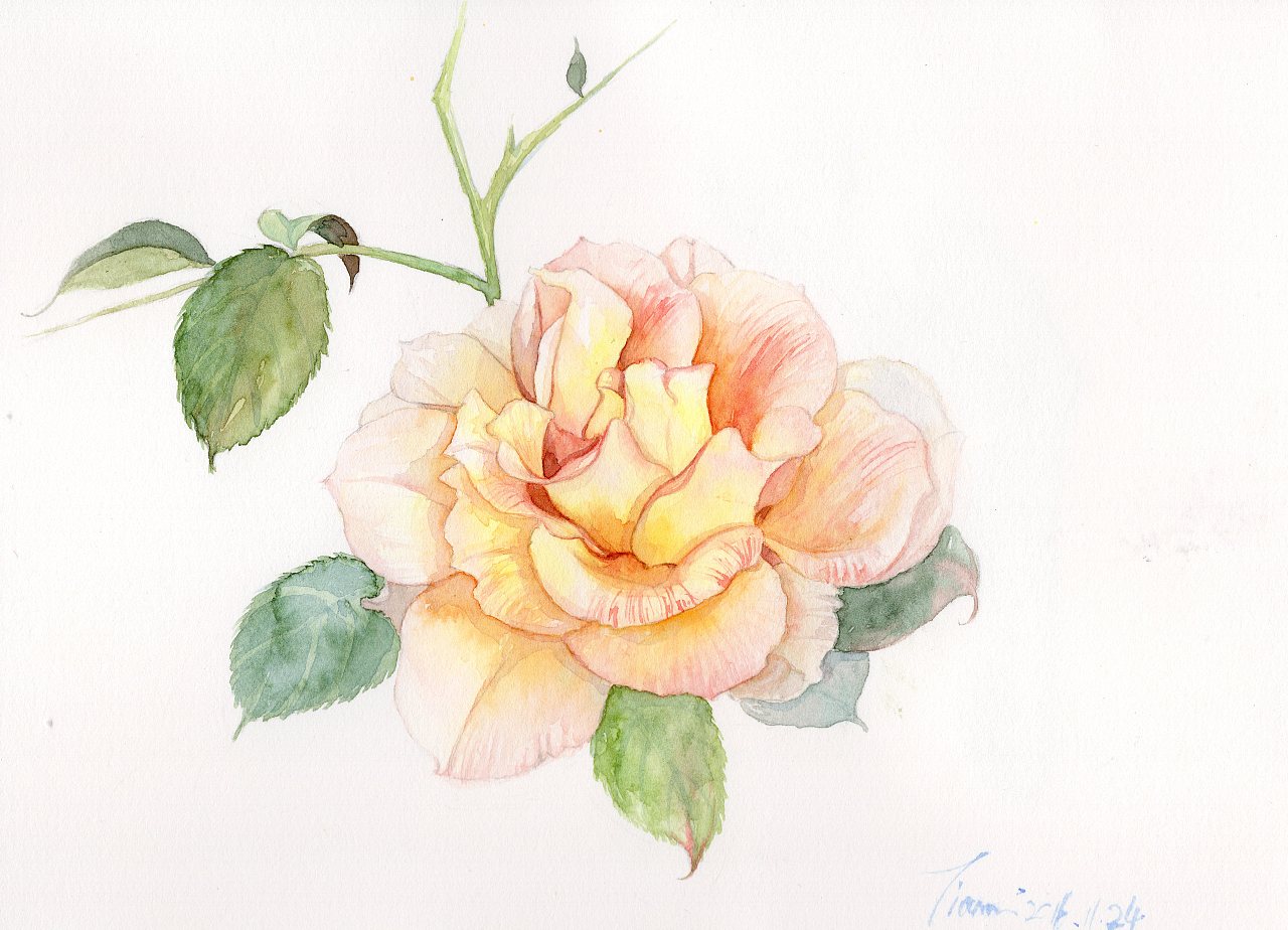 原创作品:水彩花卉