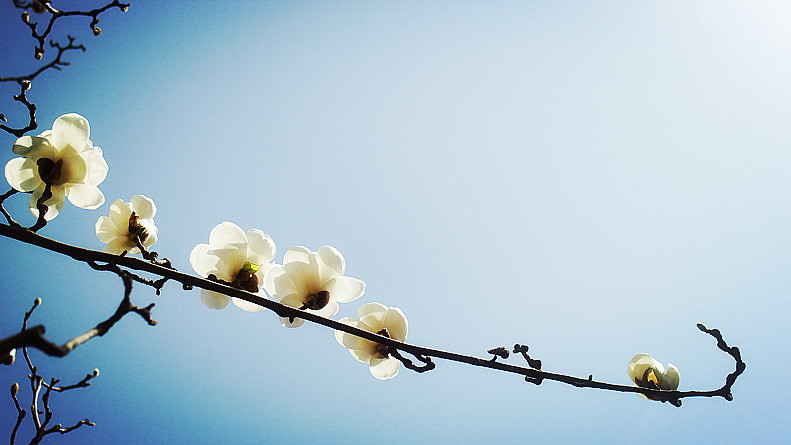 春花烂漫#美好生活#（图ZMTUxODk5MDg=） - 风光摄影 - 站酷设计师米饭殿下原创素材 - 站酷ZCOOL