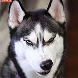 哈不哈士哈士奇奇的头像