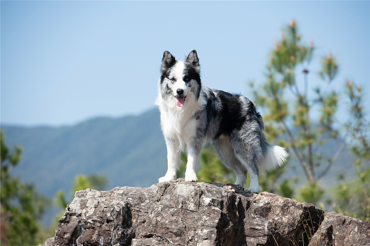 太空狗宠物摄影 陨石边牧辛巴_太空狗视觉-站酷zcool