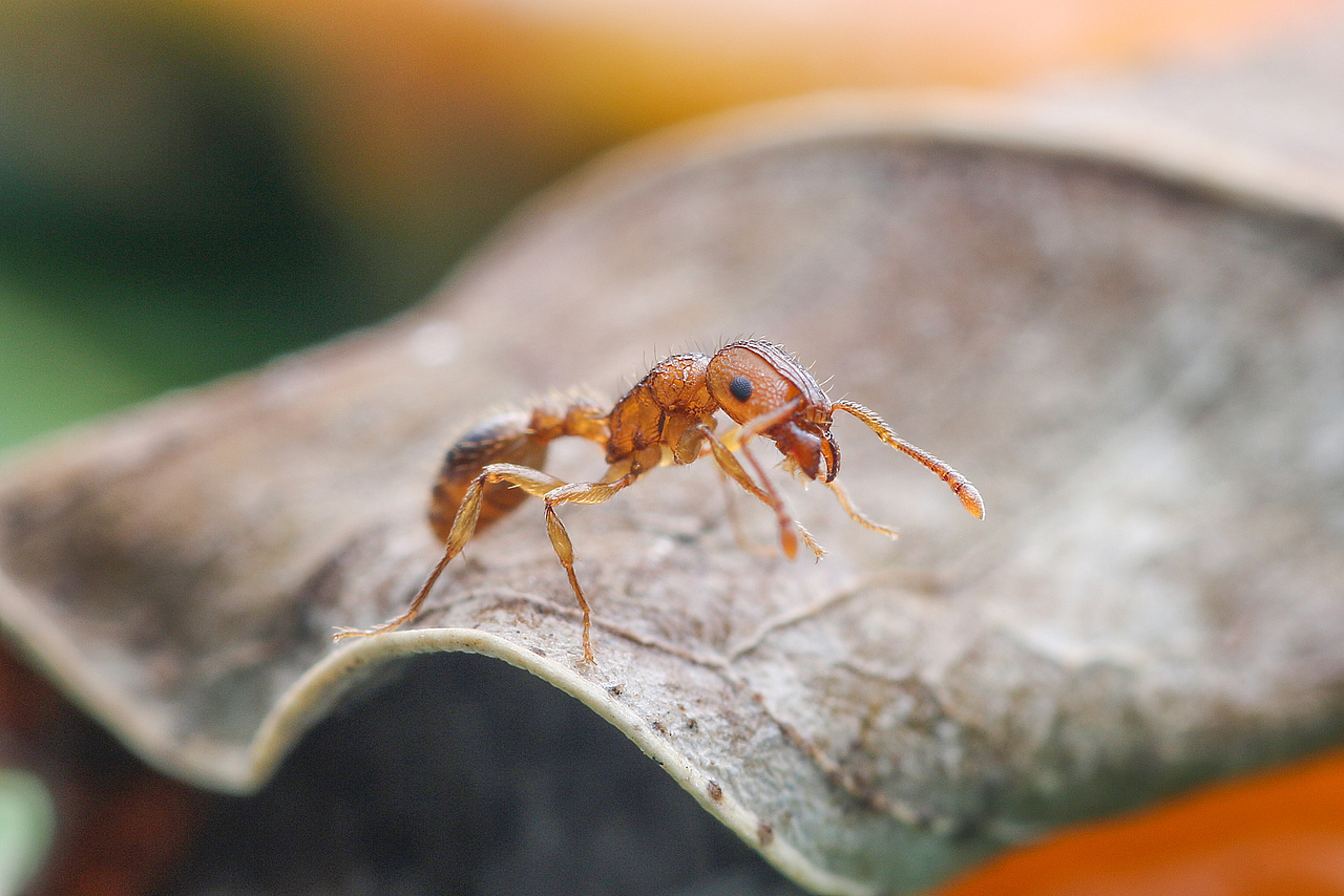 微距 小小蚂蚁2