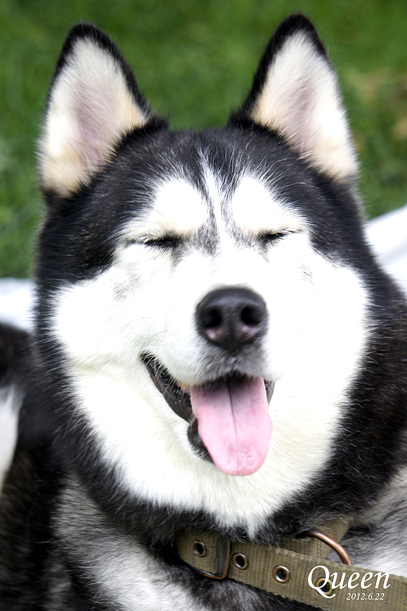 这犯二的表情&nbsp;超像秋田哈~