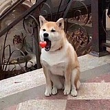 杨大力的头像
