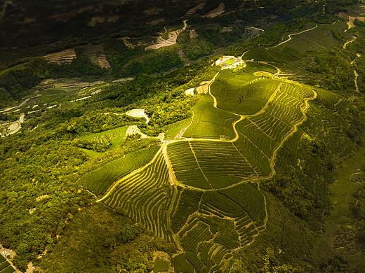 福鼎福蕴白茶茶山基地拍摄