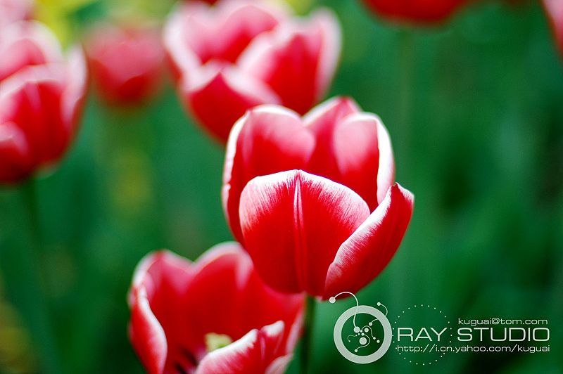 郁金香（圖ZMTE1OTc2NA==） - 風(fēng)光攝影 - 站酷設(shè)計師大連瑞智廣告公司原創(chuàng)素材 - 站酷ZCOOL