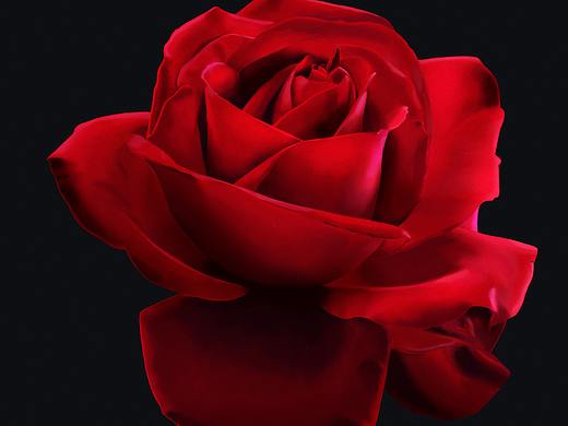 玫瑰 写实（个人主页-ZNDk4NTgxMDA=） - 创作习作 - 站酷设计师浅若依依依原创素材 - 站酷ZCOOL