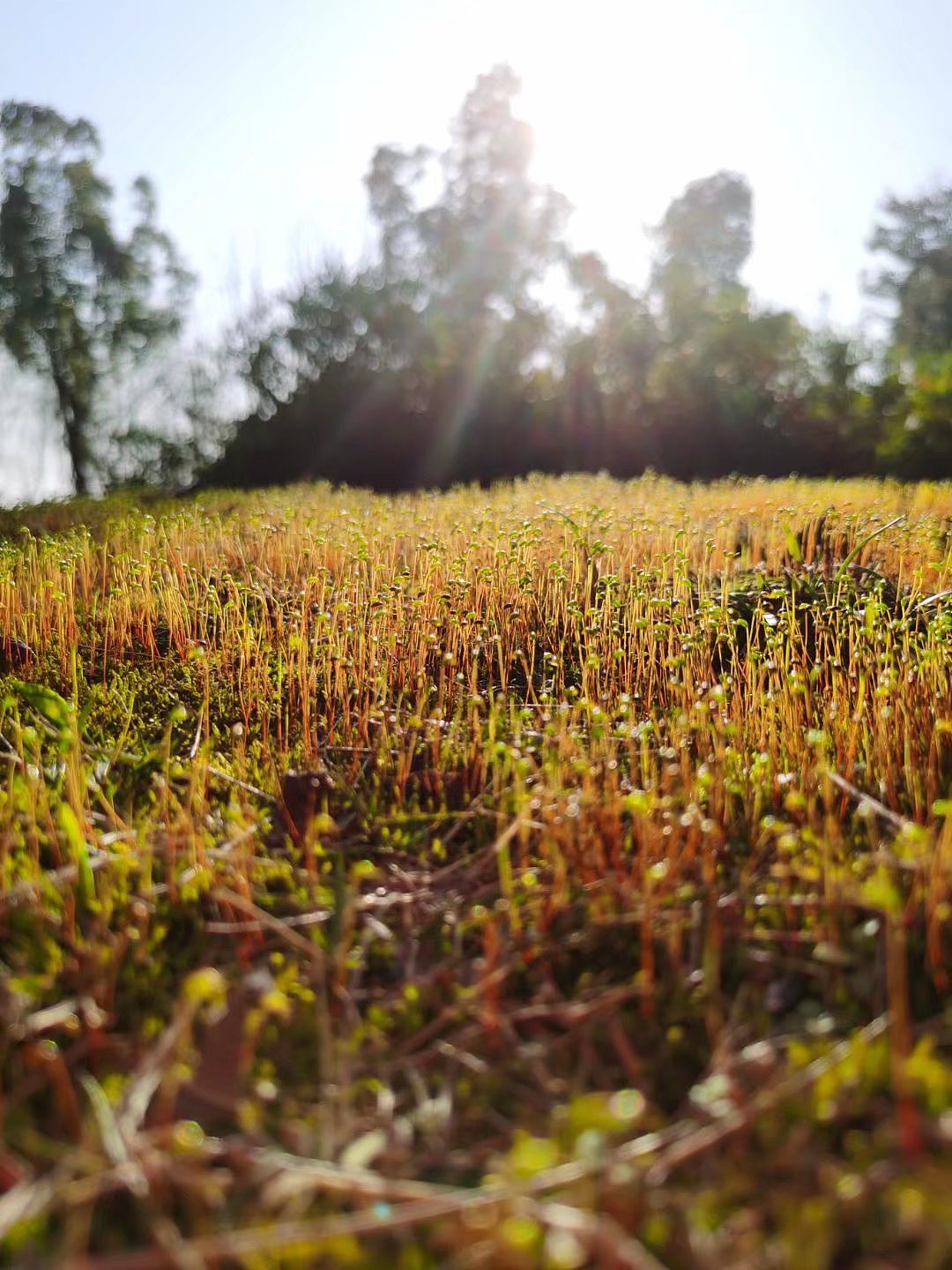 随手拍的葫芦藓（图ZMjcyNjI3NDA4） - 其他摄影 - 站酷设计师黑色冰河原创素材 - 站酷ZCOOL