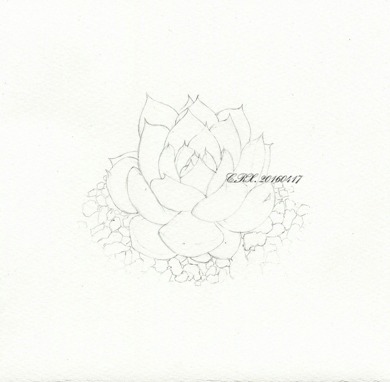 【溶萱手绘——彩铅多肉】吉娃娃（图ZNDY3OTM3MDg=） - 绘画 - 站酷设计师溶萱原创素材 - 站酷ZCOOL