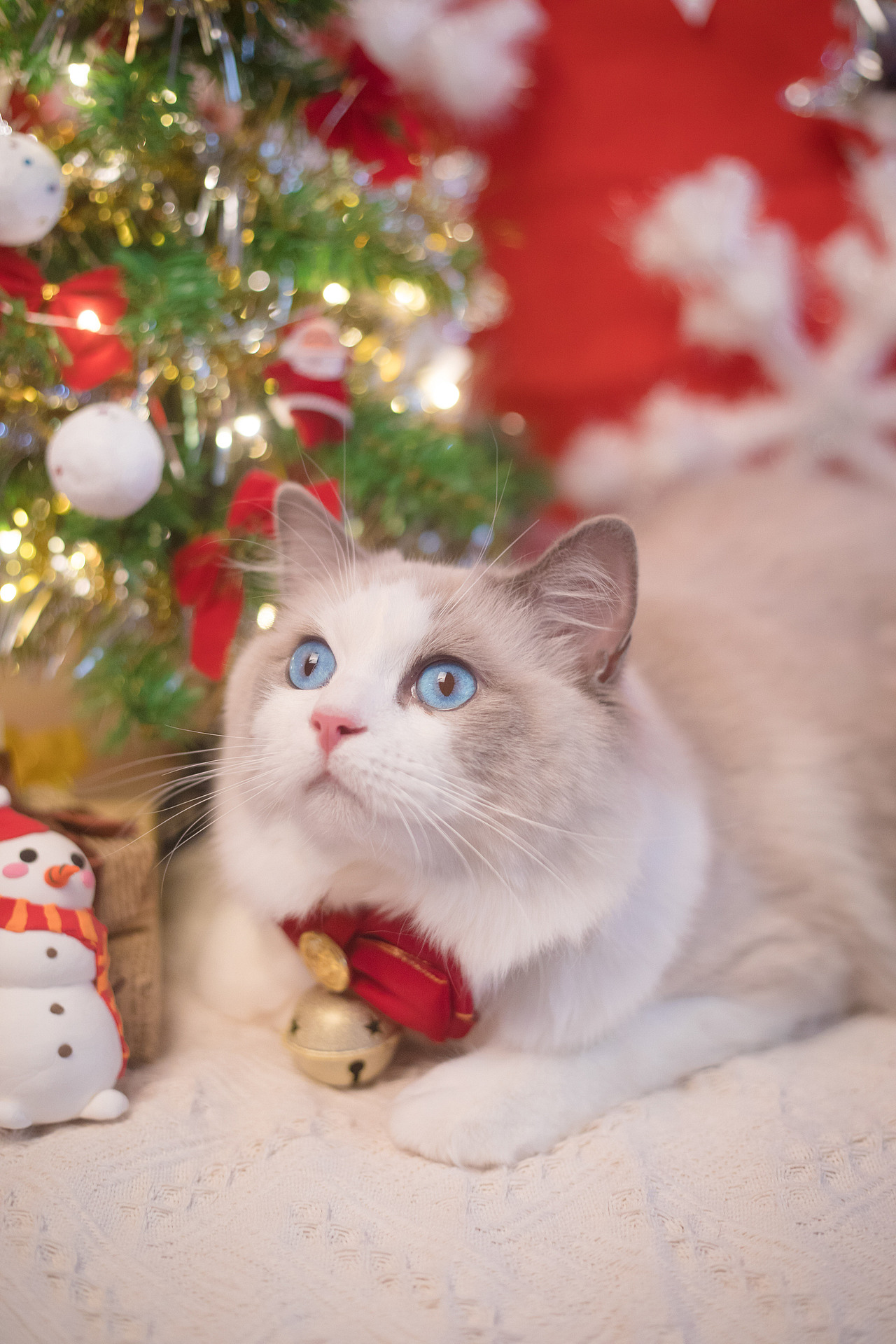 圣诞小火火（图ZMTAwODA1Mjg4） - 宠物摄影 - 站酷设计师懒惰的胡奇奇原创素材 - 站酷ZCOOL