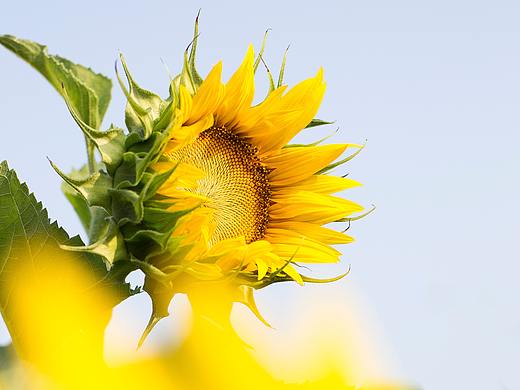 葵花
