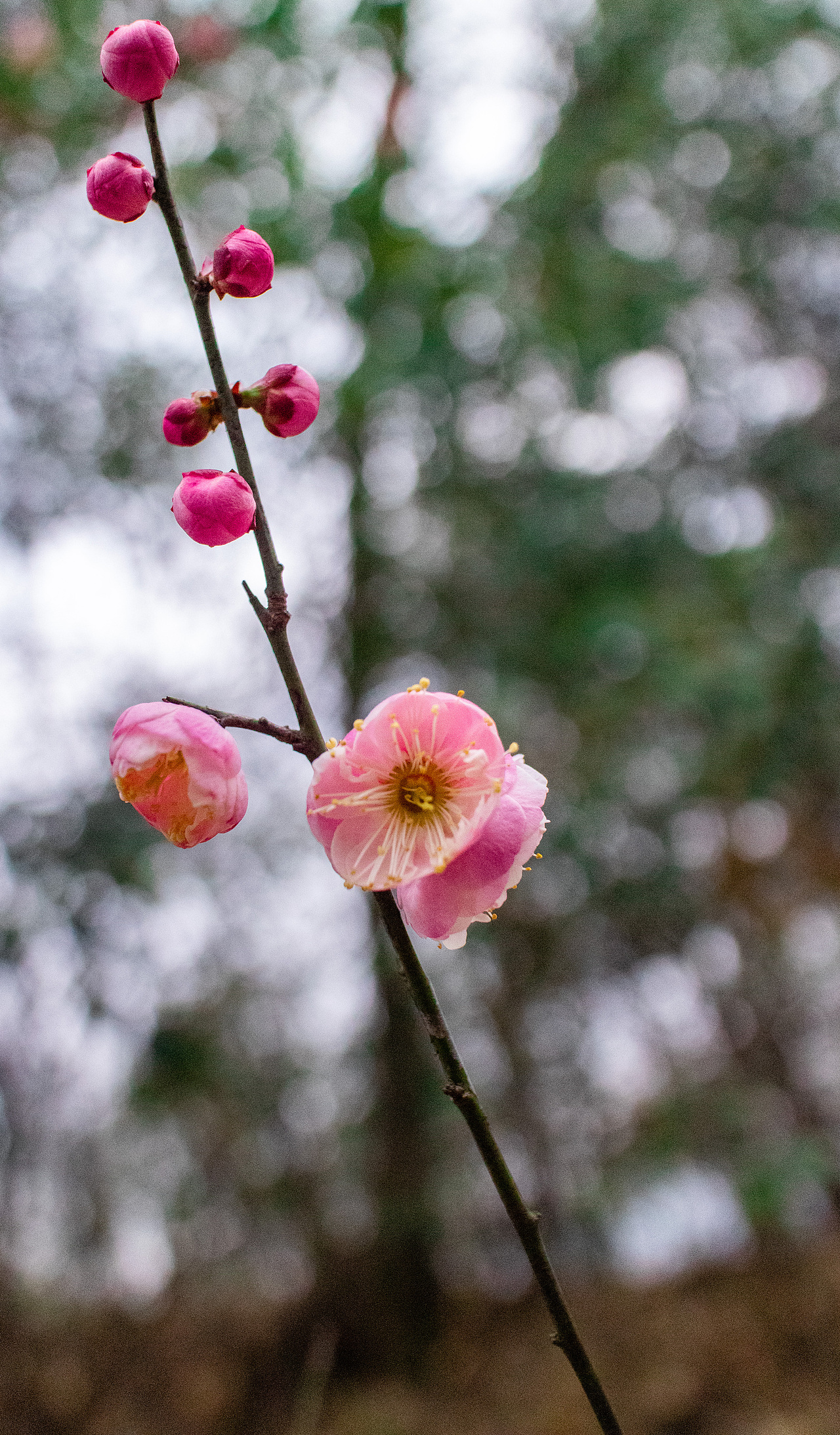 桃花
