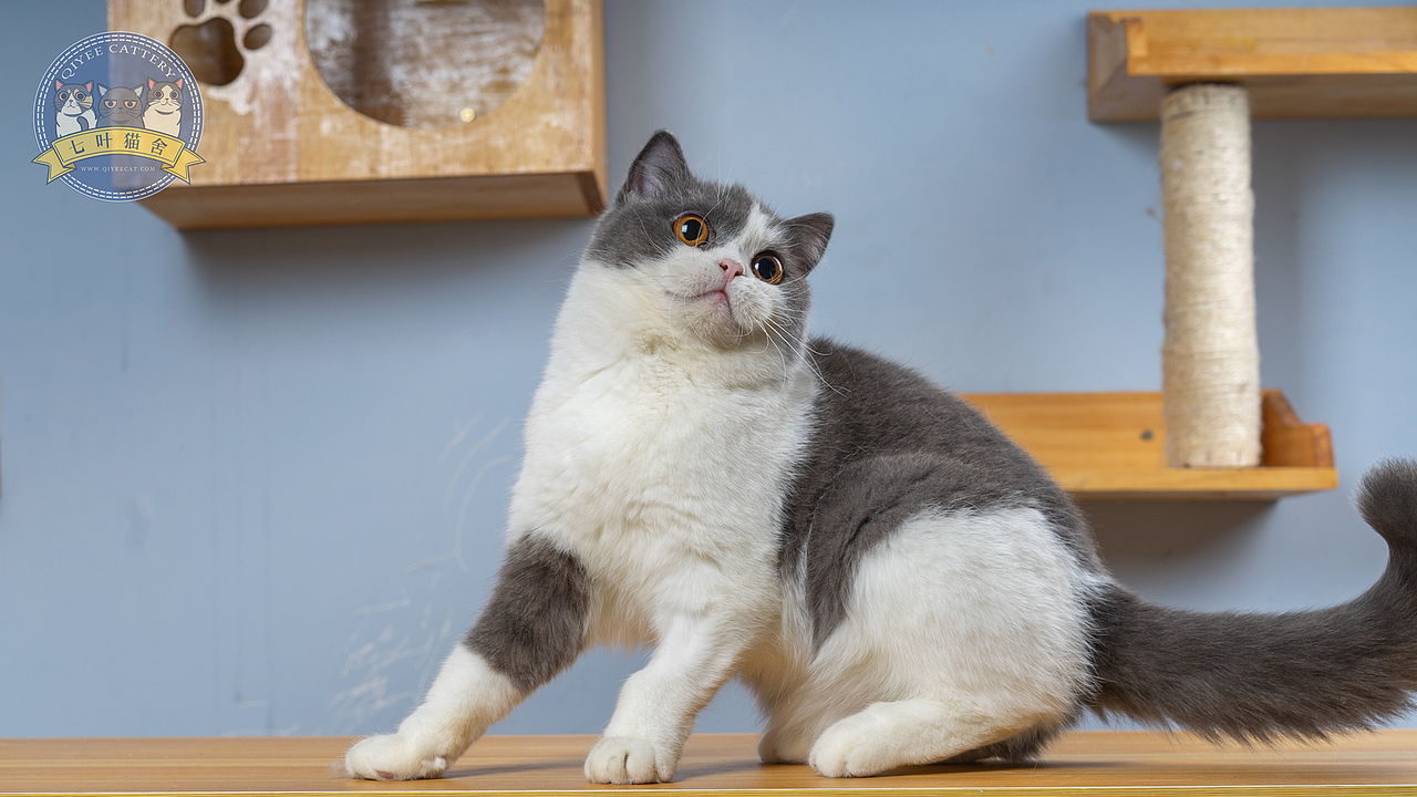 七叶英短猫舍英国短毛猫蓝白蓝猫宠物猫摄影图