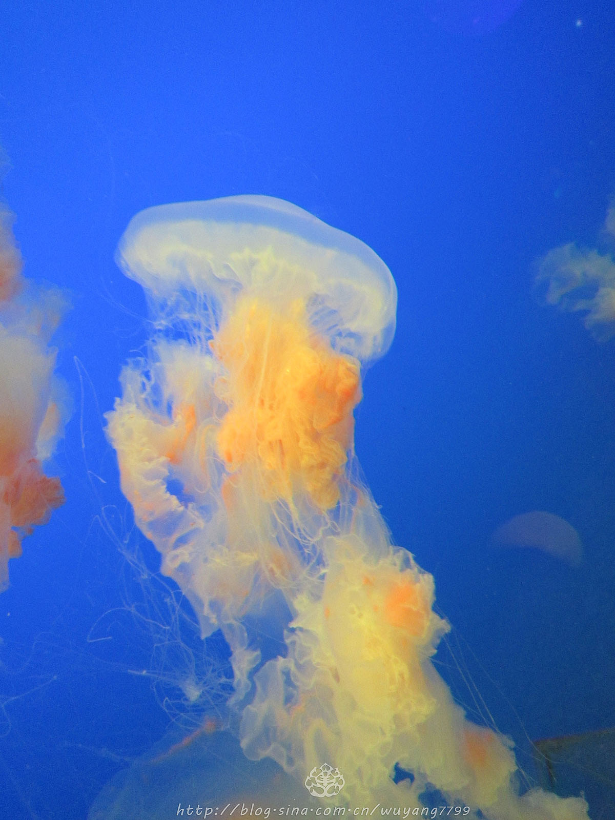 怎么可以这么美——天使还是幽灵