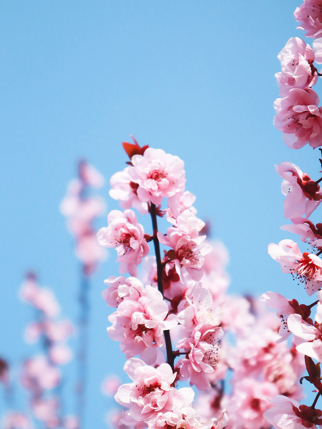 共赴一场繁花似锦