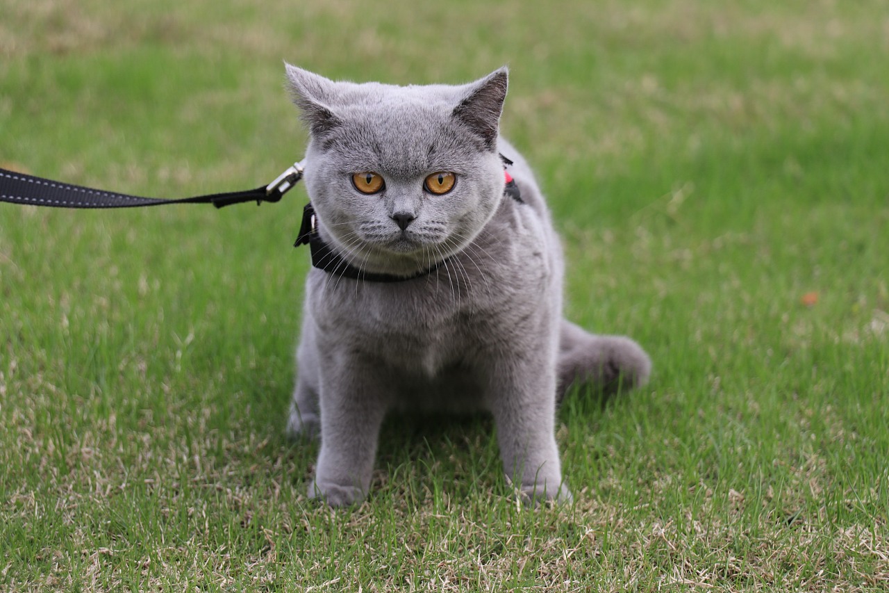 养一只俄罗斯蓝猫是一种怎么样的感觉？ - 知乎