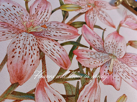 蘸水笔针管笔｜花饰百合