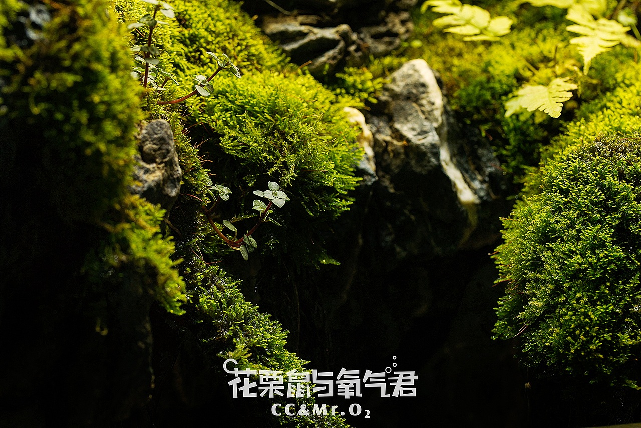 花栗鼠与氧气君·绿植微景观，微妙的小世界（图ZNzk4MDQwMDg=） - 风光摄影 - 站酷设计师噗噗维尼原创素材 - 站酷ZCOOL