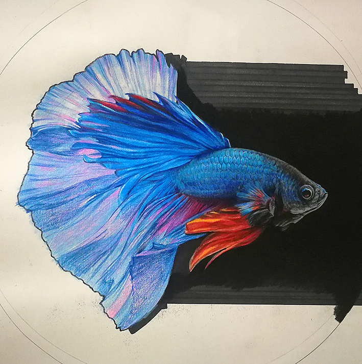 彩铅手绘斗鱼