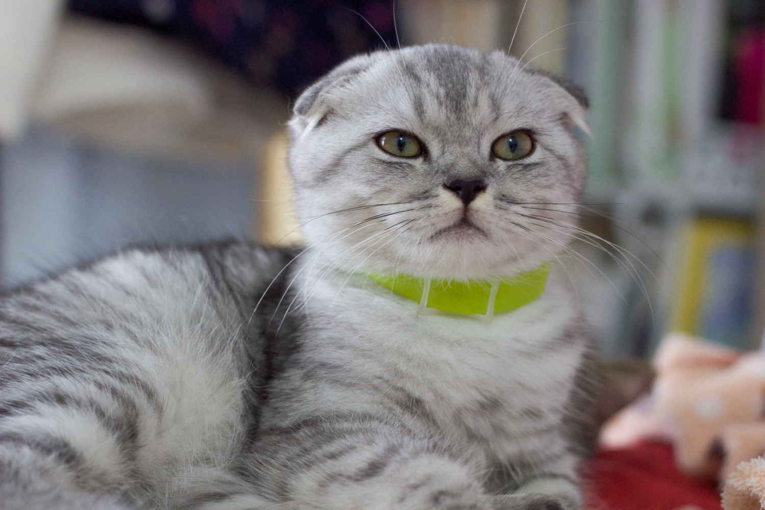 苏格(苏格兰折耳猫)