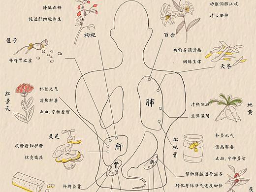 四季中药与四大器官 信息图表 