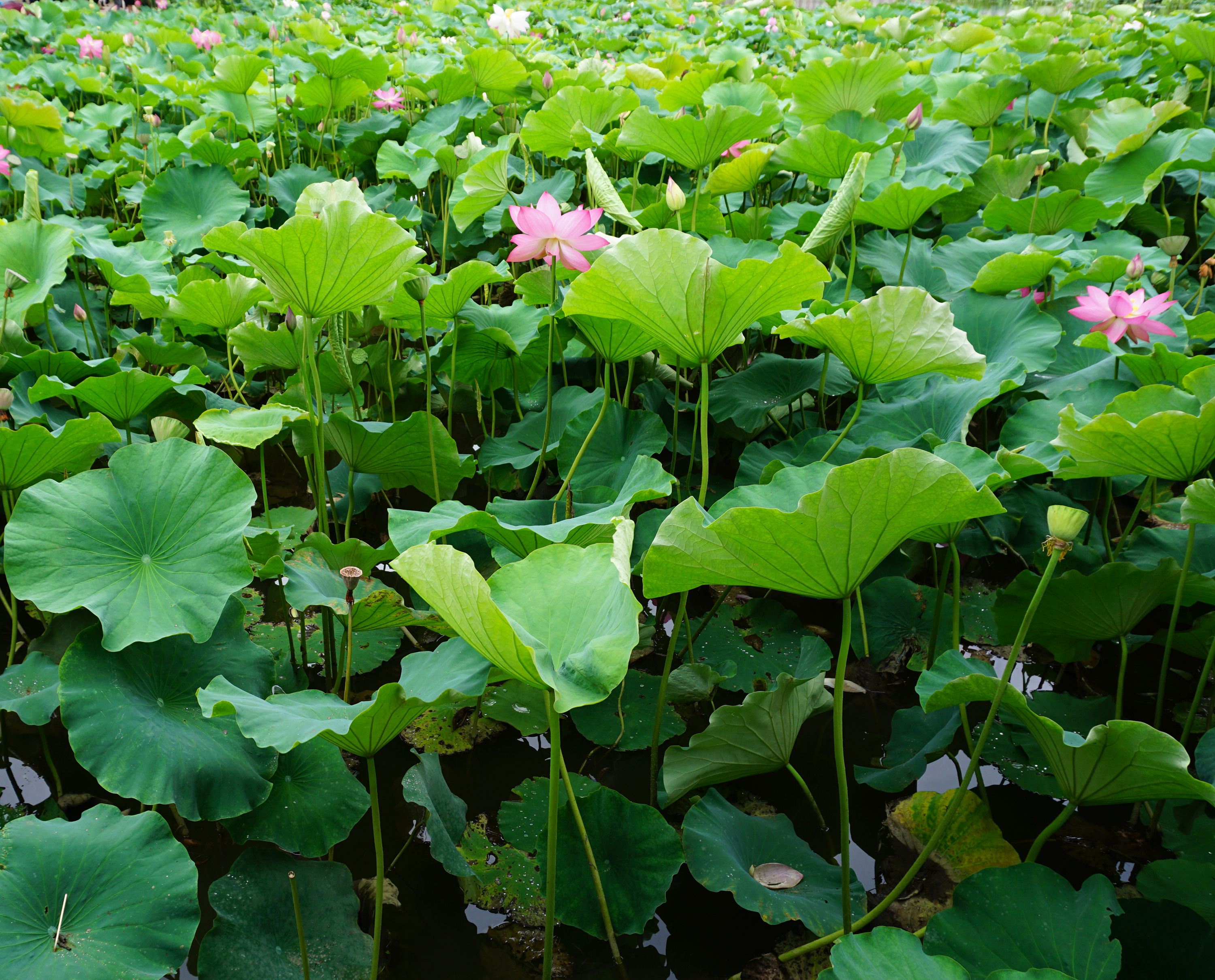 摄影--荷花 菡萏 荷叶 翠湖 出淤泥而不染 夏天