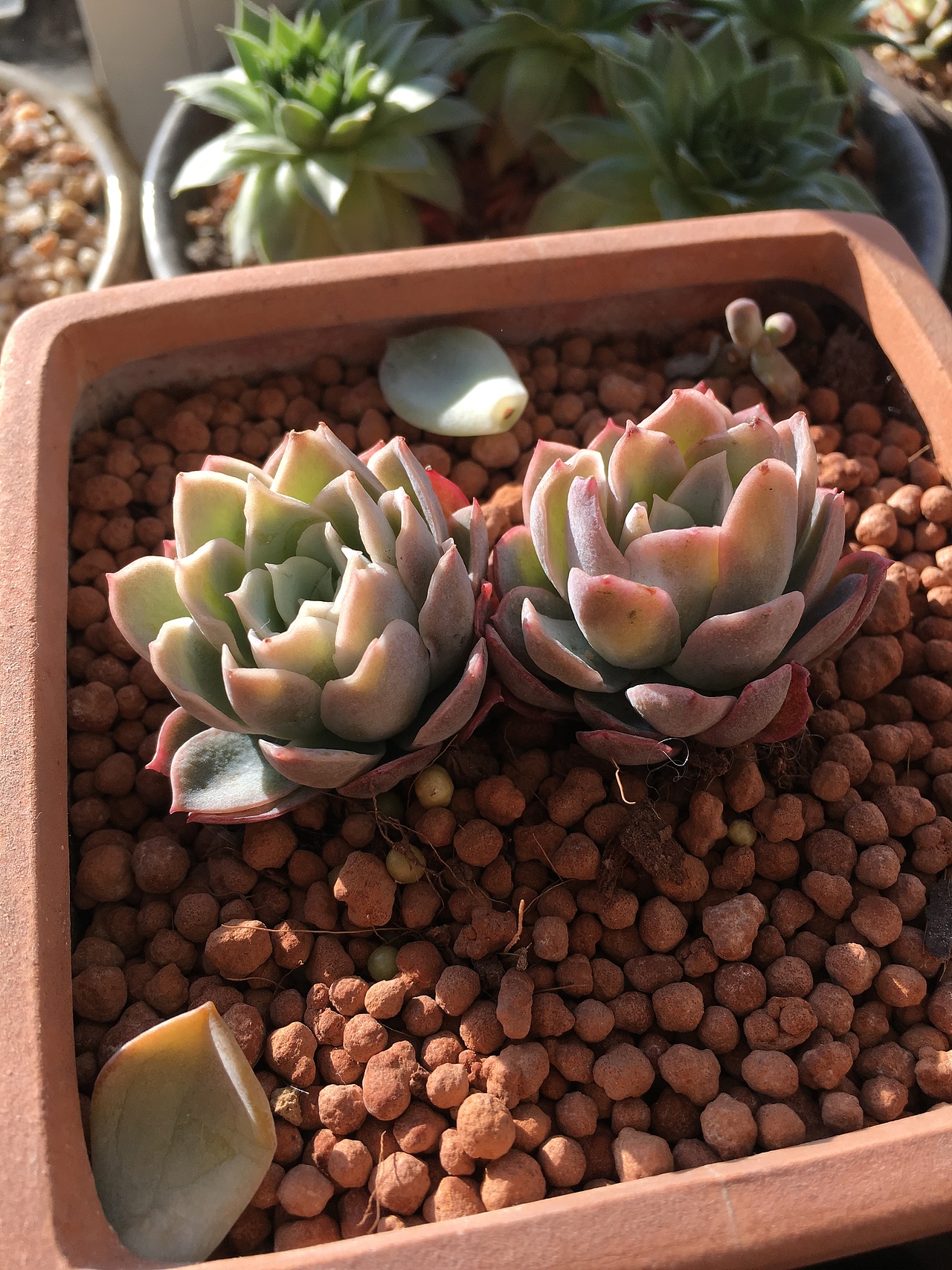 紫罗兰女王。这货张开了真的是有种女王范,粉嫩中带有一些神秘紫。好高贵的说。