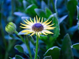 微距拍攝| 微距看世界