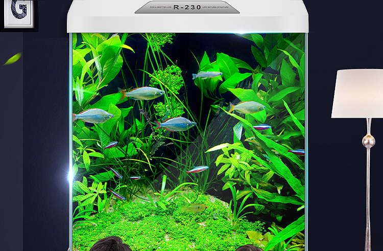 R-230鱼缸描述
