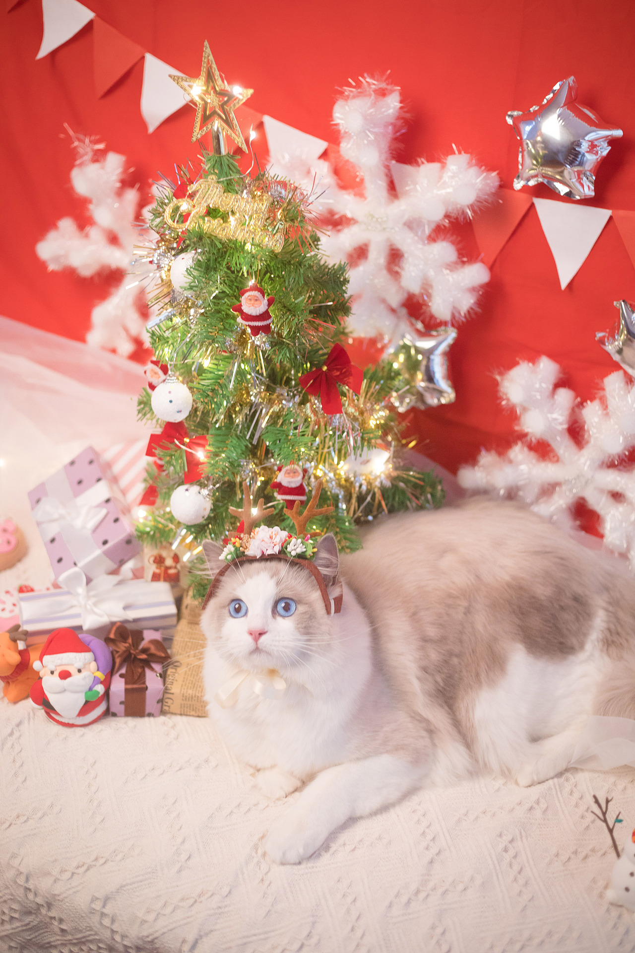 圣诞小火火（图ZMTAwODA1Mjc2） - 宠物摄影 - 站酷设计师懒惰的胡奇奇原创素材 - 站酷ZCOOL