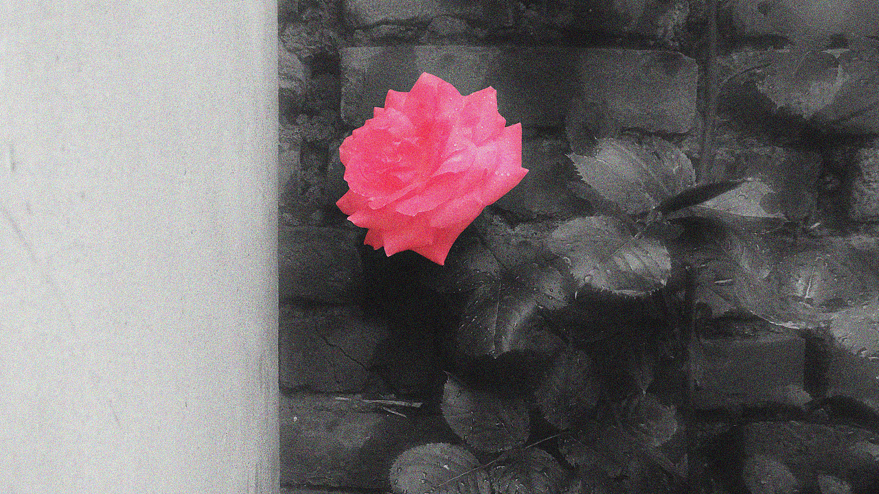 玫瑰花（图ZMjI4NjM3Mjk2） - 人文/纪实摄影 - 站酷设计师勾冷冷原创素材 - 站酷ZCOOL