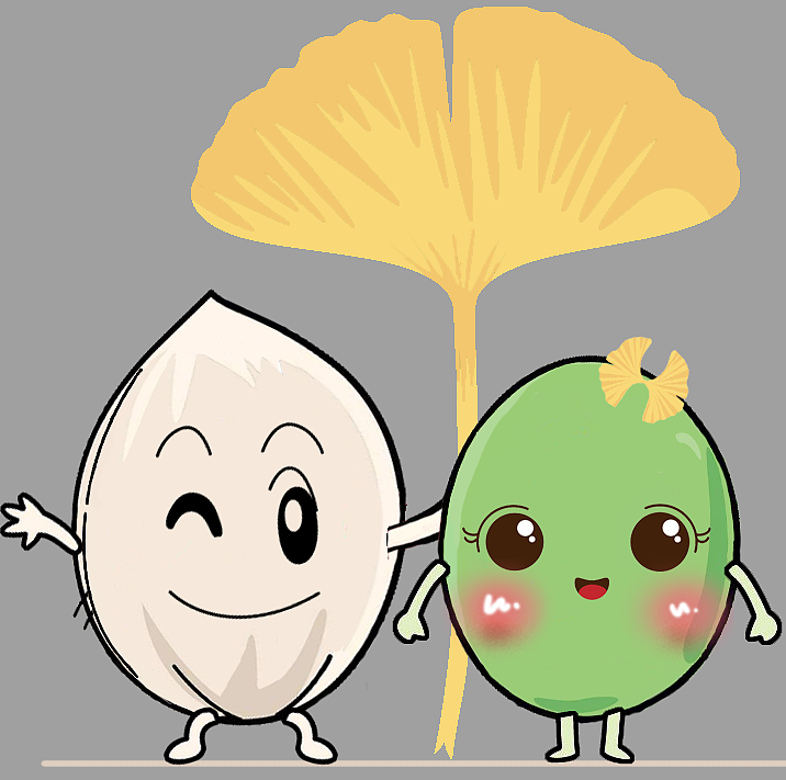 银杏宝宝（图ZMjEzMzc3Mzg4） - 宣传物料 - 站酷设计师耿荣华原创素材 - 站酷ZCOOL