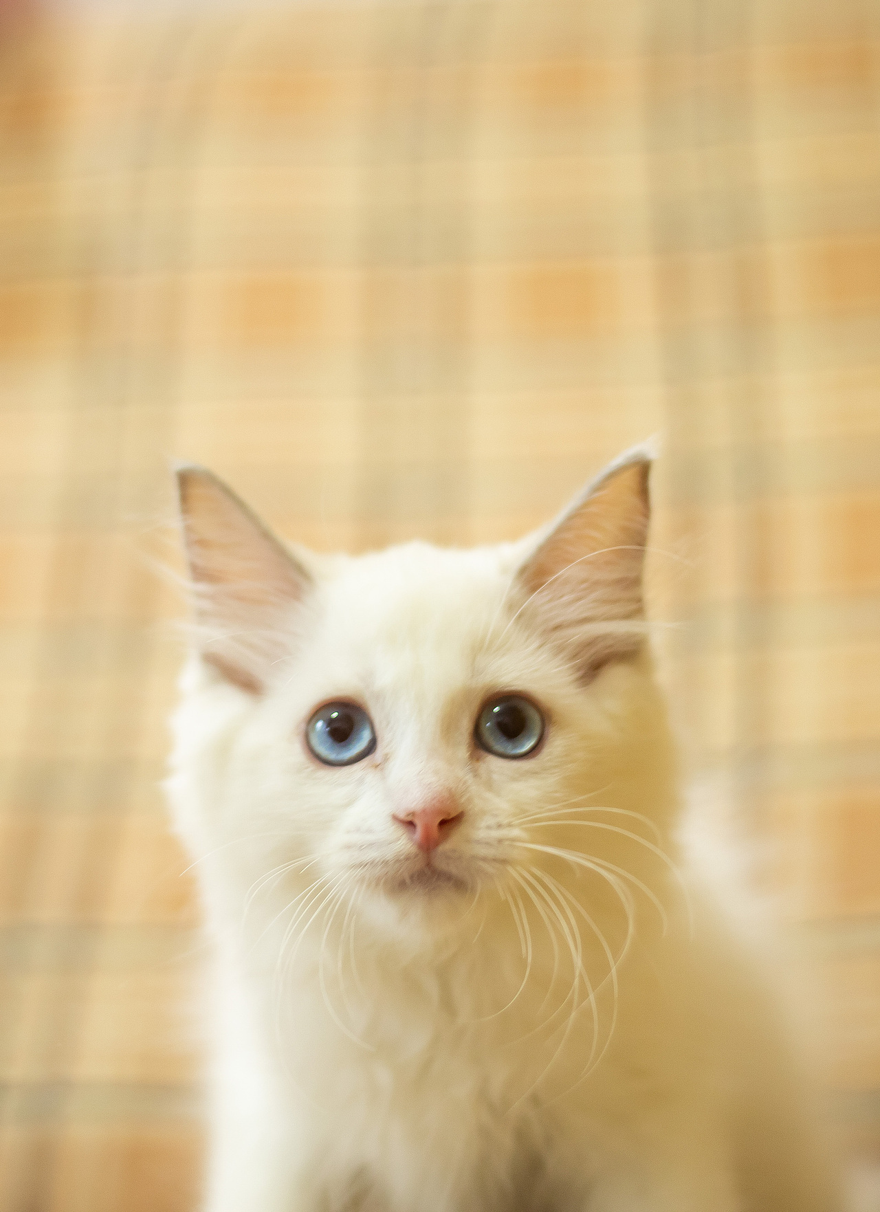 快三个月，有喜欢的吗快点领走（图ZMjI1NjQ4ODI4） - 宠物摄影 - 站酷设计师我爱黎明我爱黎明原创素材 - 站酷ZCOOL