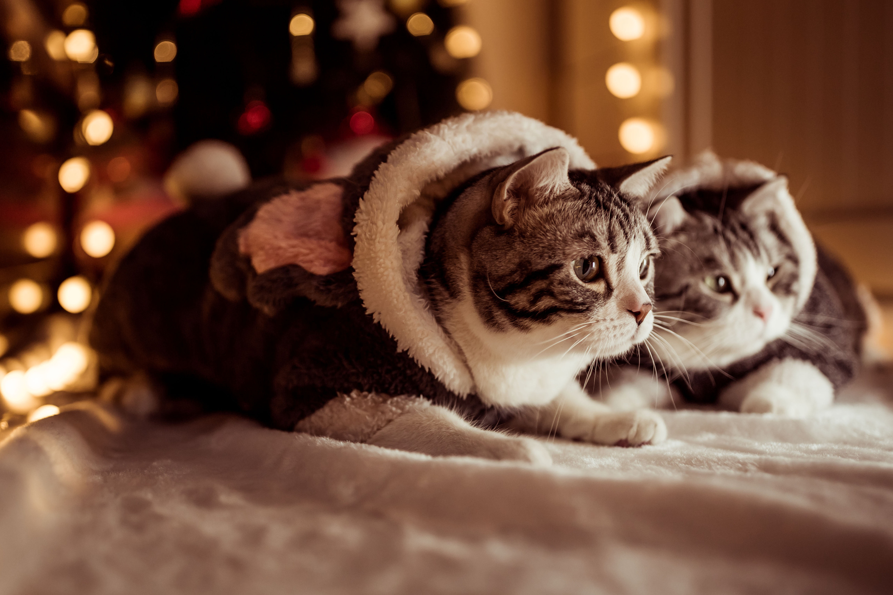 宠物摄影-圣诞私房猫|摄影|动物|萌芽_bud - 原创作品 - 站酷 (zcool)