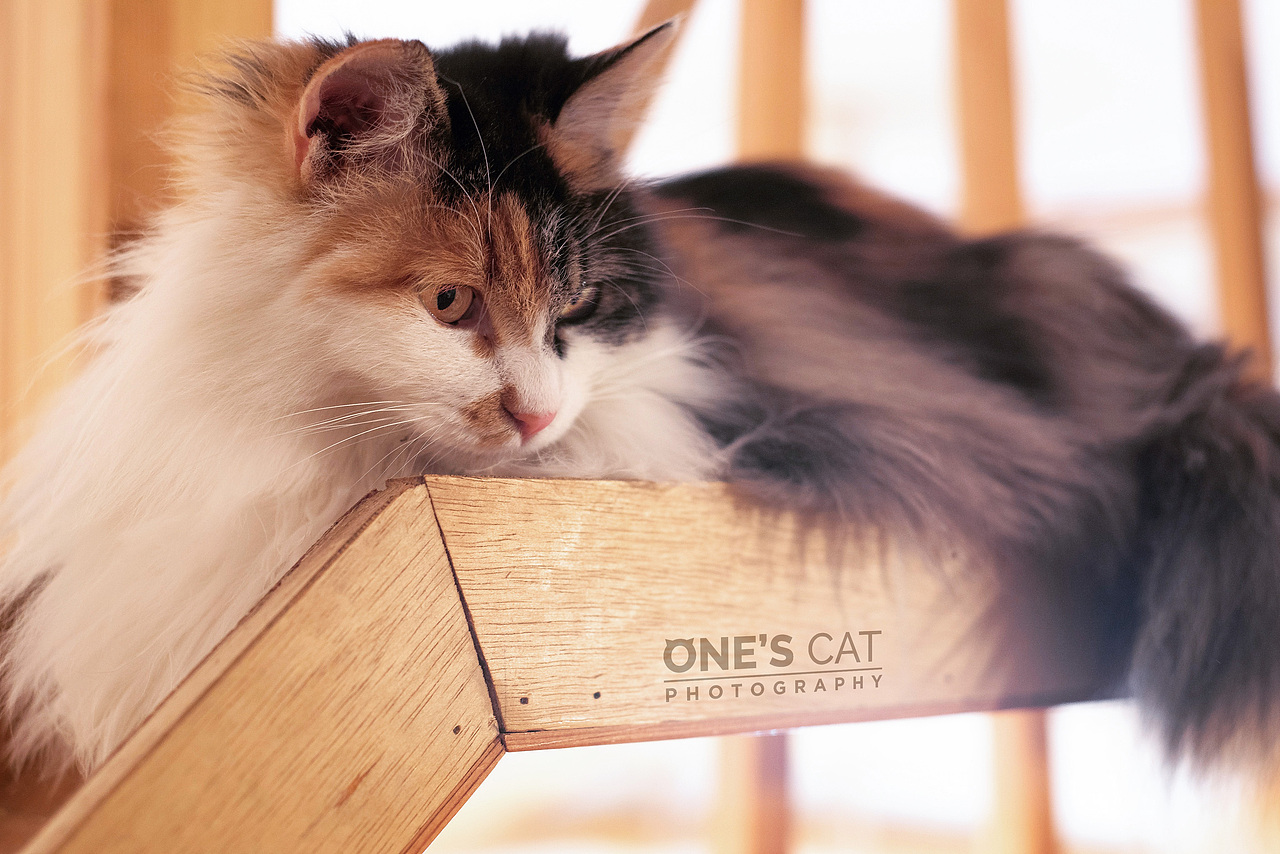 onescat-克查原创作品【12】幸运土猫_1