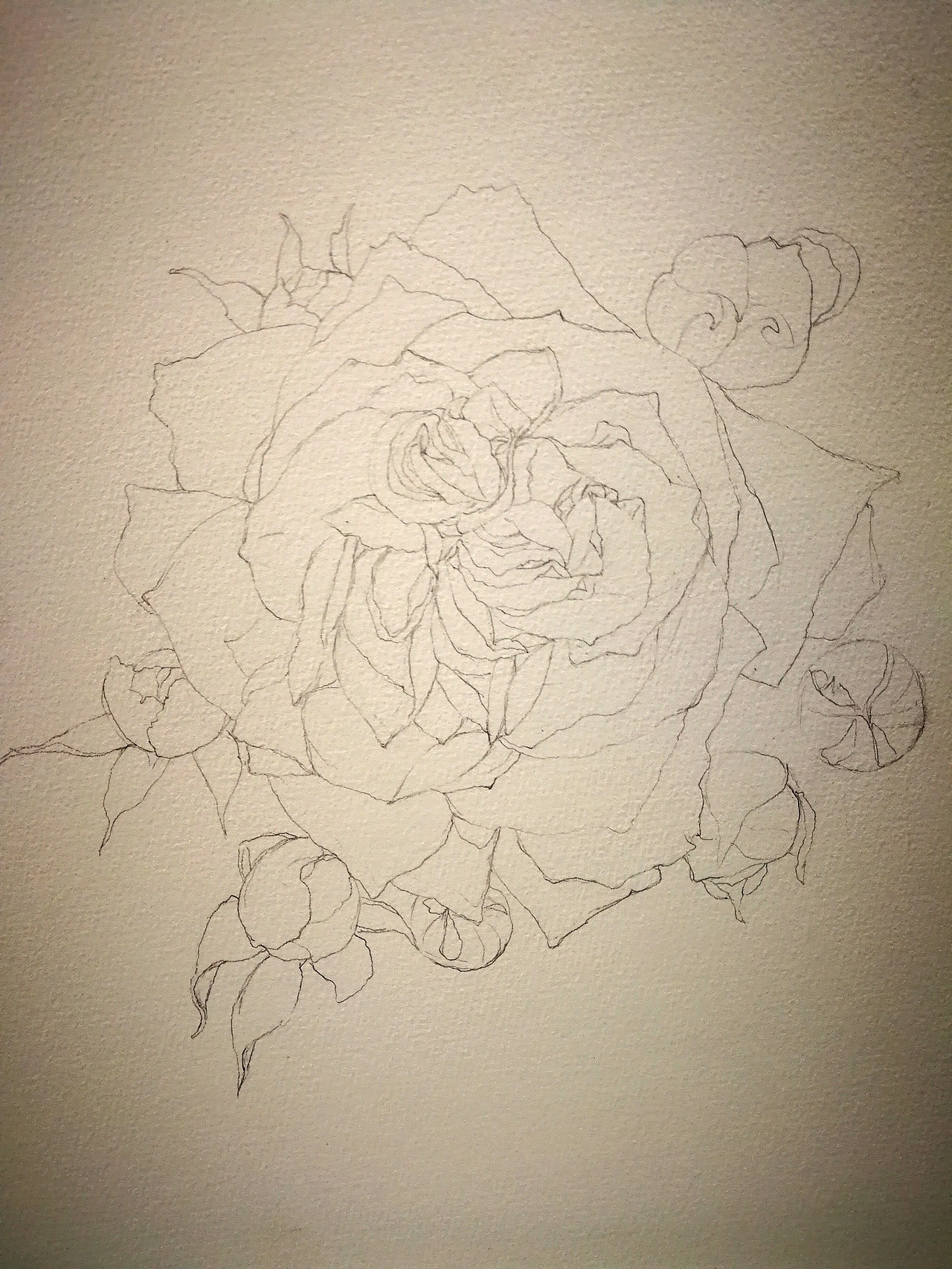 黄有维老师的玫瑰花继续画着