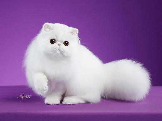 异国长毛猫