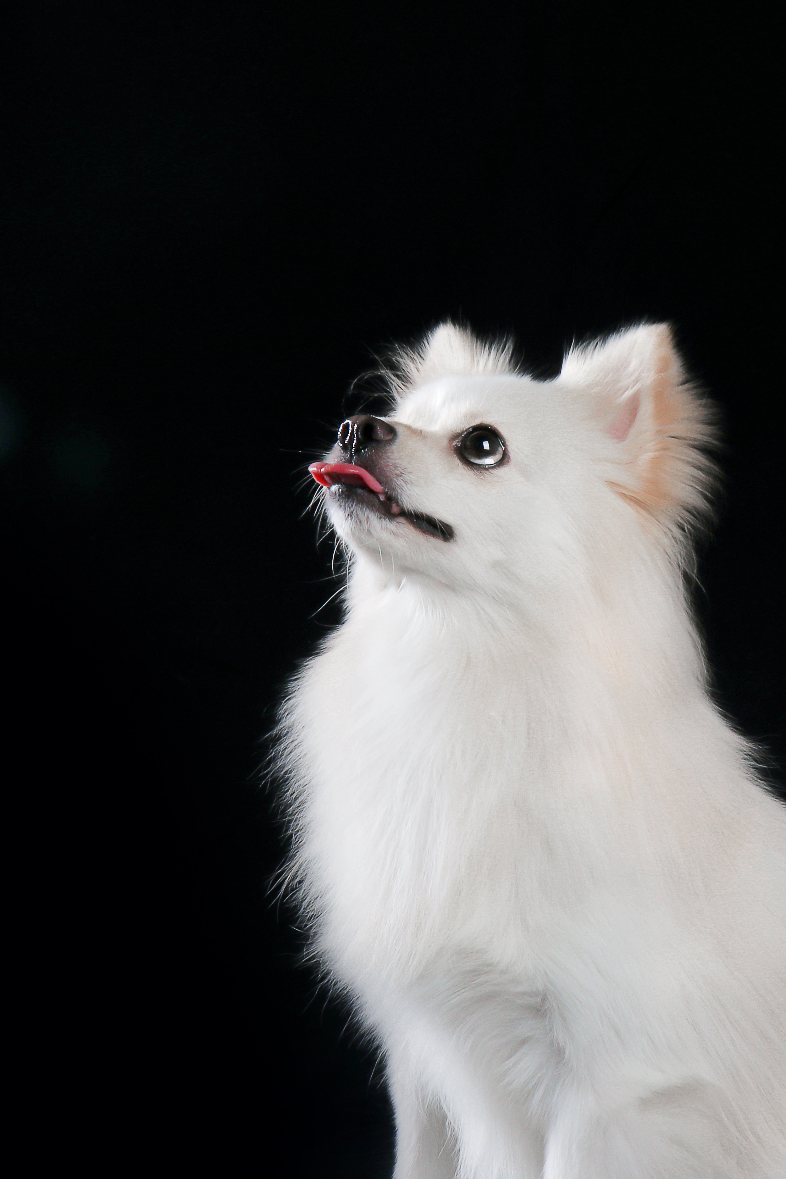 银狐犬造型最美图片图片