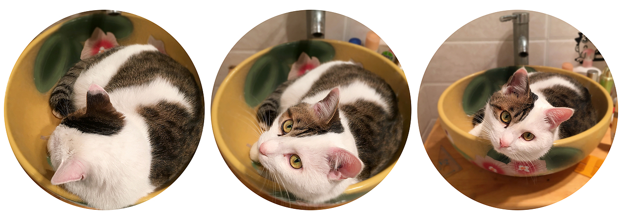 美少年浴室三连拍（图ZNDE5NjE5NzI=） - 宠物摄影 - 站酷设计师普通春春原创素材 - 站酷ZCOOL