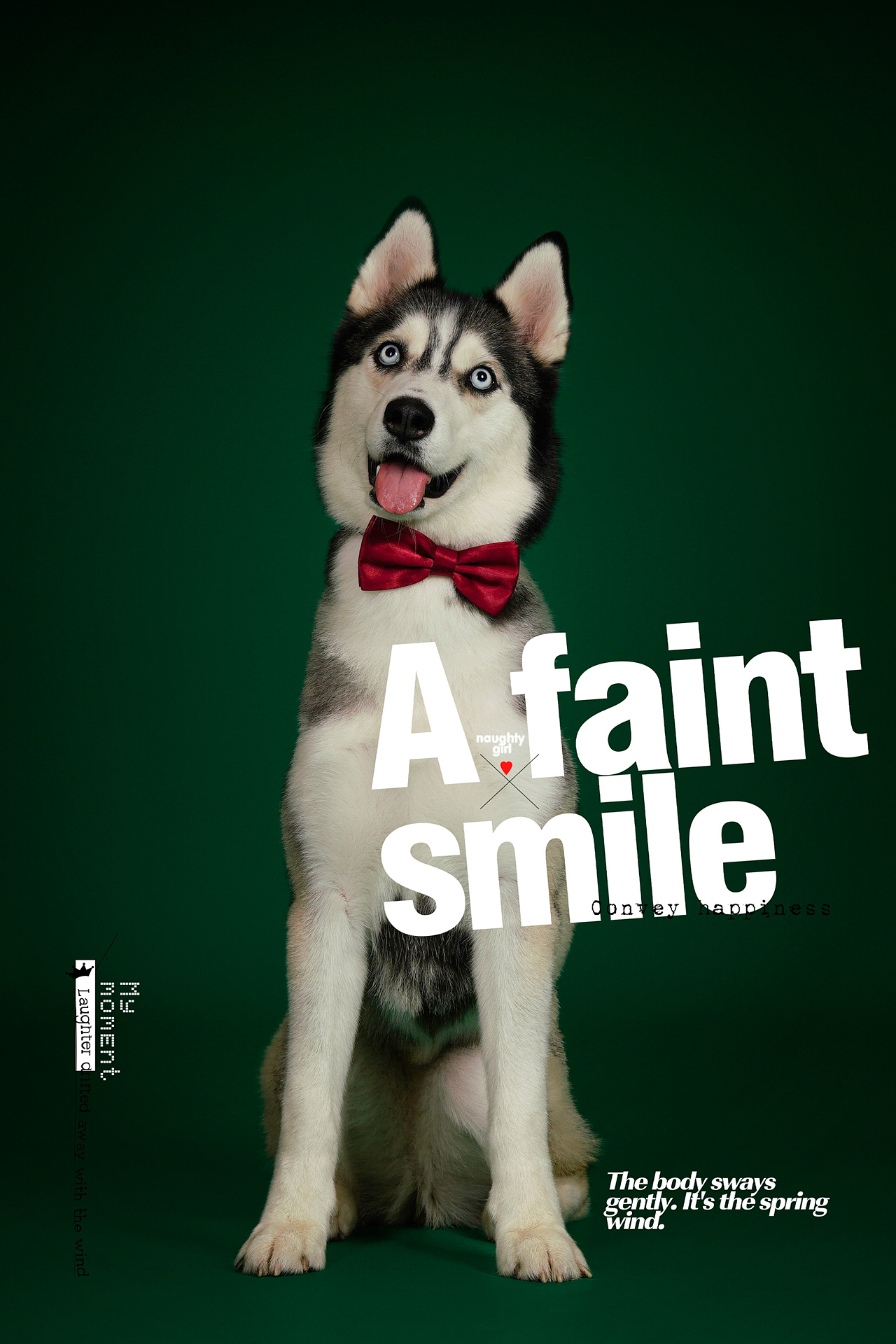 拆家小能手哈士奇合集——宠爱拾光宠物摄影