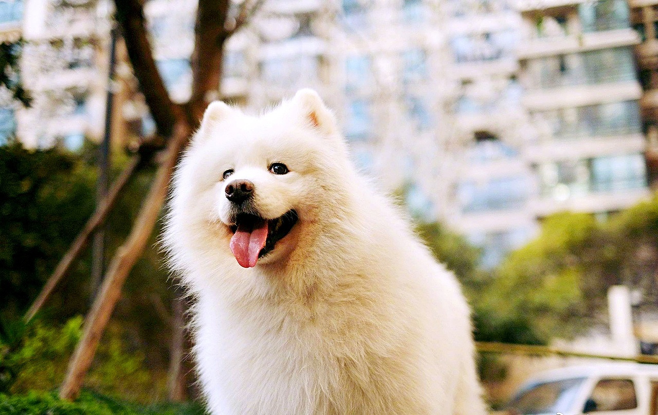 暖心大白~提莫（图ZNzYzNDAwMDg=） - 宠物摄影 - 站酷设计师花开花落花满天原创素材 - 站酷ZCOOL