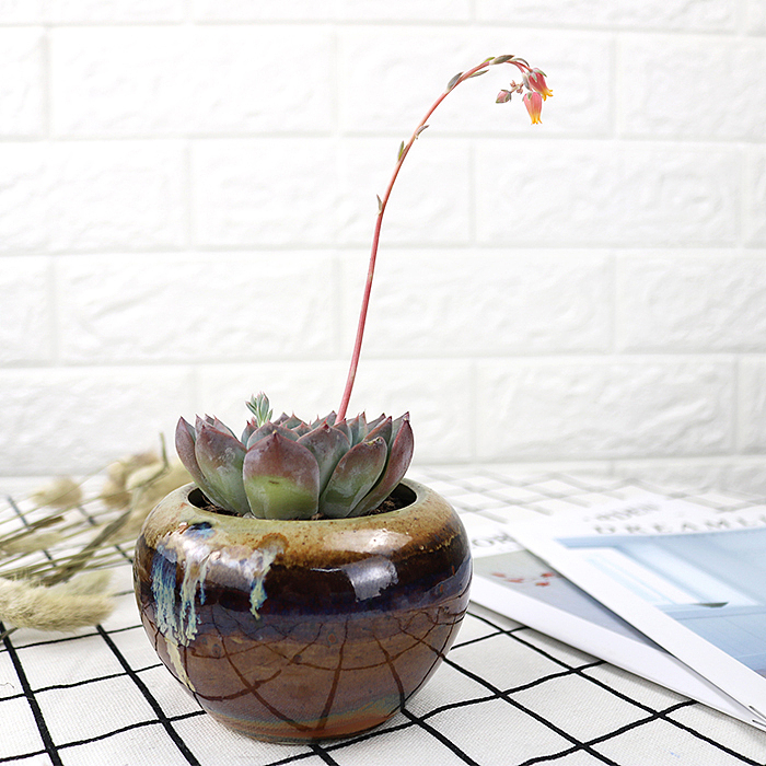 多肉-阿尔巴佳人-绿植植物（图ZMTQyNzk1NTQ0） - 产品摄影 - 站酷设计师糖少爷原创素材 - 站酷ZCOOL