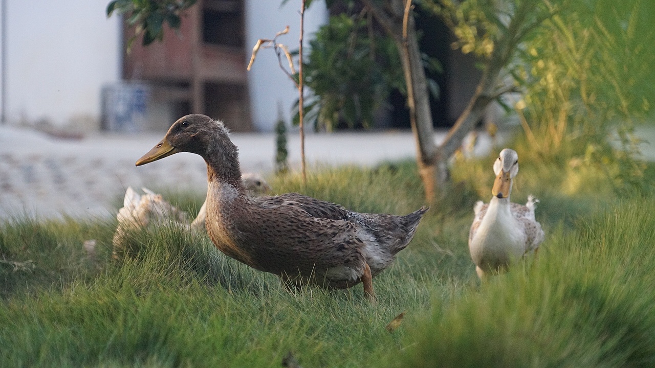 小城景点之徽派建筑[z加油]（图ZMTMxMjY3NDI4） - 人文/纪实摄影 - 站酷设计师打砸砸原创素材 - 站酷ZCOOL