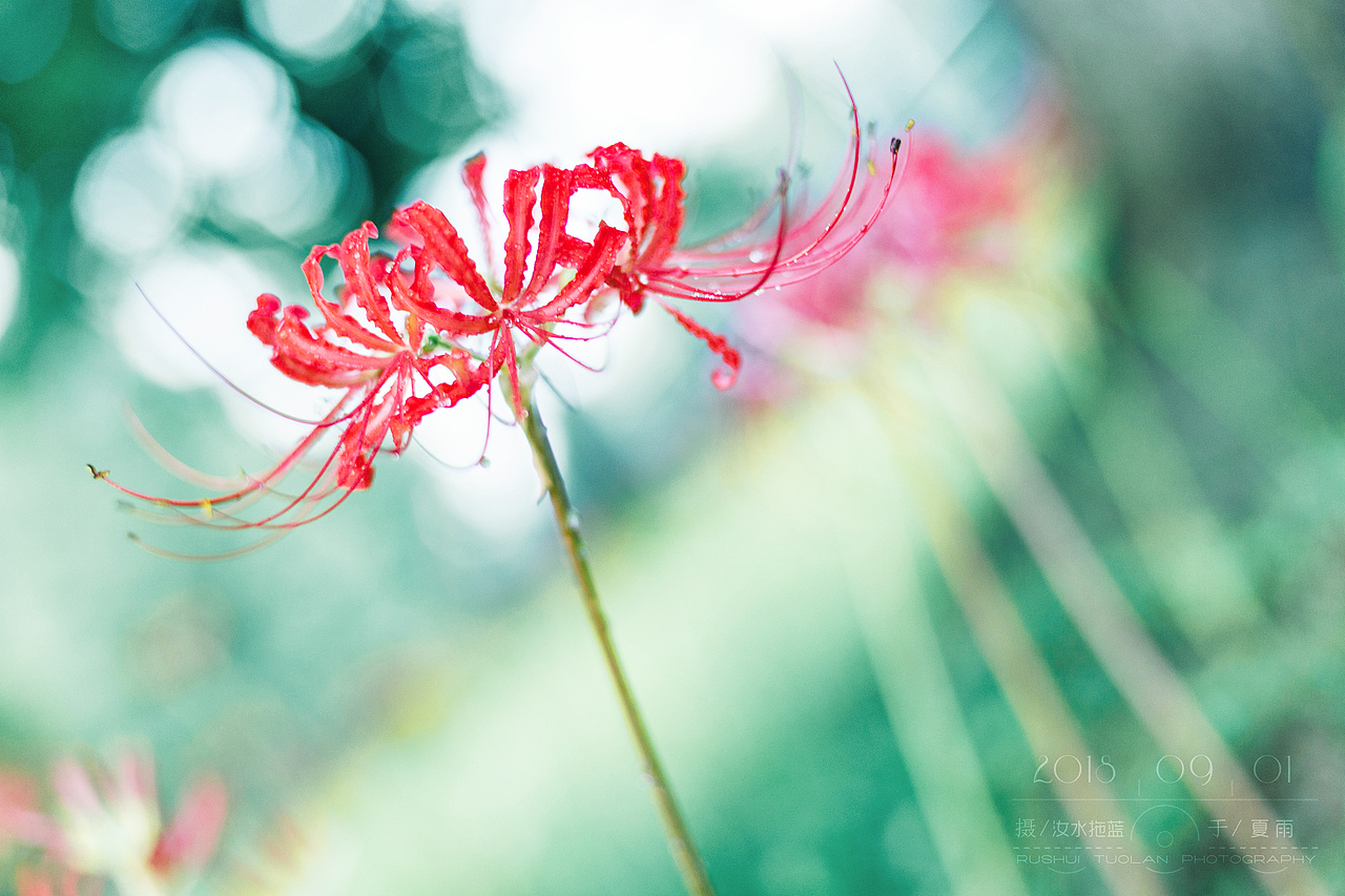 恶魔的温柔——彼岸花(图ZMTI3MjMwNTIw) - 风光摄影 - 站酷设计师汝水拖蓝原创素材 - 站酷ZCOOL