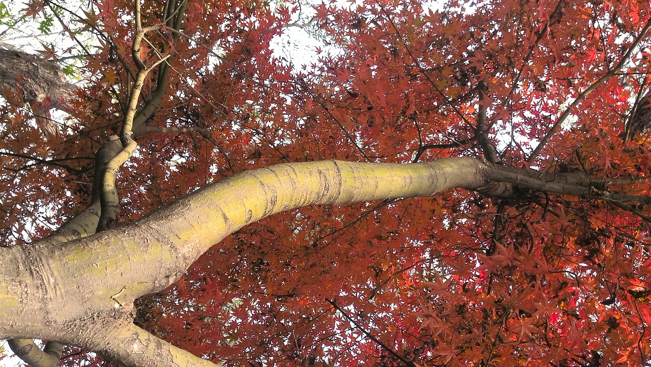 美国红枫树干图片